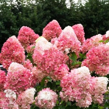 Фото  Гортензия метельчатая Пинк энд Роуз