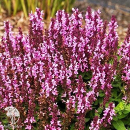 Набор для ароматной грядки шалфей Блаухугель + Сенсейшн Роуз + Негрито