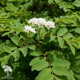 Рябина Матсумуры