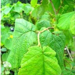 Фундук Олбзуми зе Халле