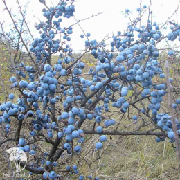 Слива колючая