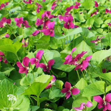 Фото Фиалка сестринская Рубра