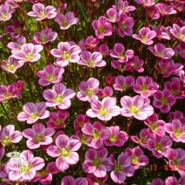 Saxifraga arendsii Alpino Early Magic Камнеломка Арендса Альпино Эрли Меджик