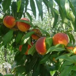 Персик Вайн Голд