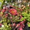 Geum Petticoats Pink Гравилат Петтикоатс Пинк фото 2 