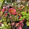 Geum Petticoats Pink Гравилат Петтикоатс Пинк фото 2 