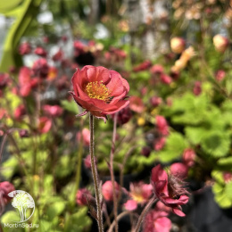 Geum Petticoats Pink Гравилат Петтикоатс Пинк