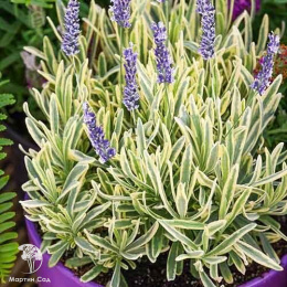 Лаванда гибридная Платинум Блонде