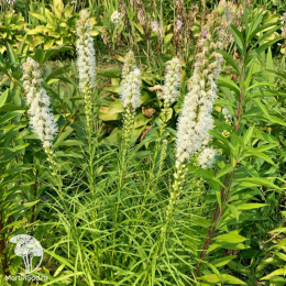 Лиатрис колосковый Флористан Вэйс