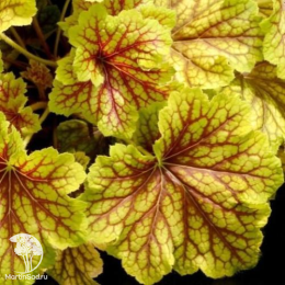 Сверхвыгодный микс! Гейхера Рэд Лайтинг + Гейхера Лехткафер + Гейхера Паприка