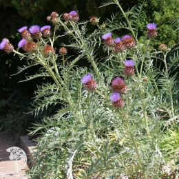 Артишок посевной (Артишок колючий)