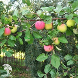 Сверхвыгодный комплект! Яблоня Мантет + опылитель яблоня Белый налив