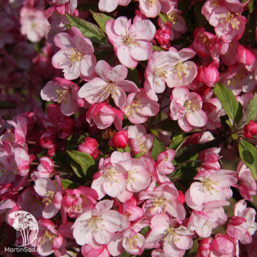Фото Яблоня декоративная Коралберст