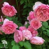 Роза английская парковая Принцесс Александра оф Кент фото 3 