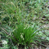 Carex digitata Осока пальчатая фото 2 