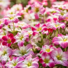 Камнеломка Арендса Альпино Эрли Пикоти