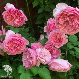 Роза английская парковая Принцесс Александра оф Кент