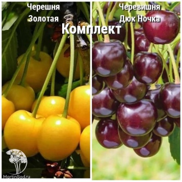 Фото Сверхвыгодный комплект! Черешня Золотая + опылитель черевишня Дюк Ночка