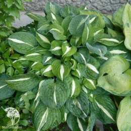 Хоста Вайт Бикини