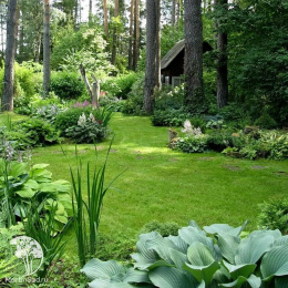 Семена Газон для тенистых мест