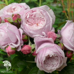 Роза Английская Спирит оф Фридом