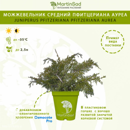 Можжевельник средний Пфитцериана Ауреа
