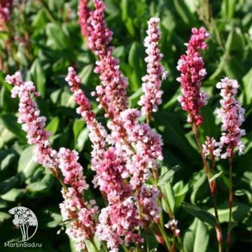 Фото Горец компактный Розеум