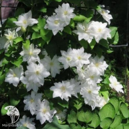 Клематис Исаго