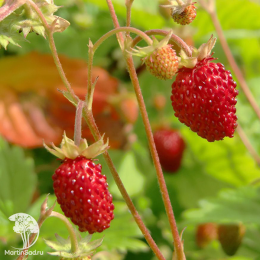 Земляника лесная ремонтантная Мигнонетте