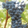 Виноград плодовый Левокумский фото 2 