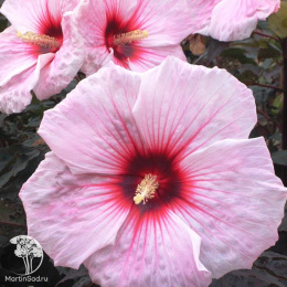 Гибискус Куппер Кинг