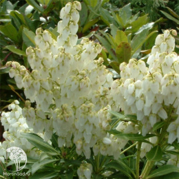 Пиерис японский Дебютант