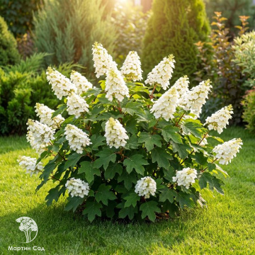 Фото Гортензия дуболистная Айс Кристал