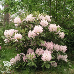 Рододендрон вечнозеленый Святой Мишель