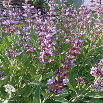 Фото Шалфей лекарственный Salvia officinalis