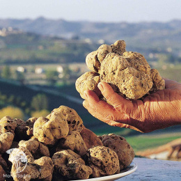 Трюфель белый или итальянский