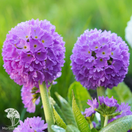 Примула мелкозубчатая Лилак лиловая