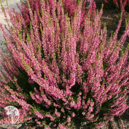 Вереск обыкновенный Лоpa