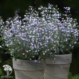 Душевик котовниковый Блю Клауд