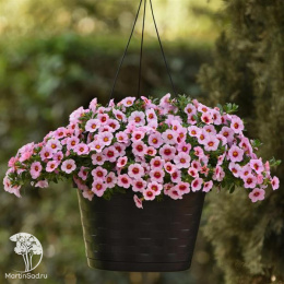 Калибрахоа Каблум Лайт Пинк Бласт (Семена Профи)