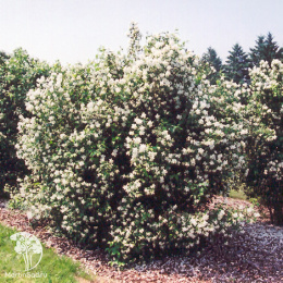  Чубушник Льюиса Ватертон