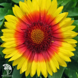Гайлардия крупноцветковая  Меса Брайт Биколор