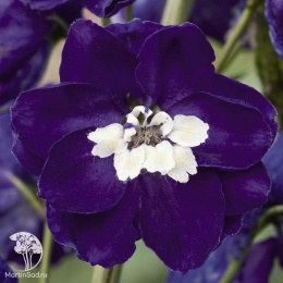 Дельфиниум высокий Мэджик Фонтэйнс Дарк Блю Вайт Би (Семена Профи)