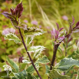 Падуб остролистный Инграмии