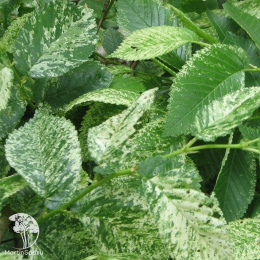 Вяз малый Аргентеовариегата на штамбе