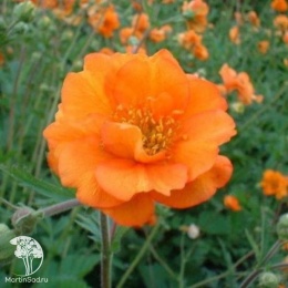 Geum chiloense Fireball Гравилат чилийский Файербол