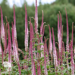 Вероникаструм виргинский Пинк Глоу