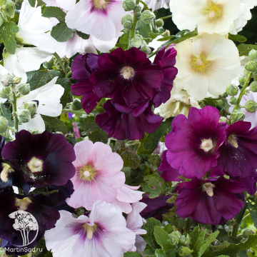 Фото Мальва в ассортименте