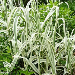 Арундо тростниковый пёстролистный