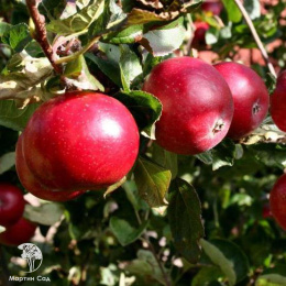 Яблоня гибрид Красное раннее + Белый налив